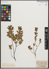 Foto von Salix myrtilloides L.